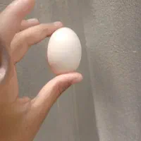 تخمنطفه دار مرندی