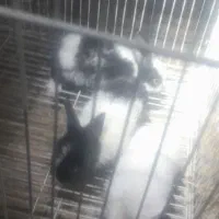 جوجه خرگوش ناز