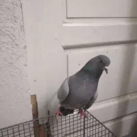 خرقه