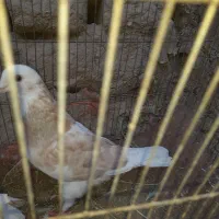 ۲عدد کبوتر تهرانی