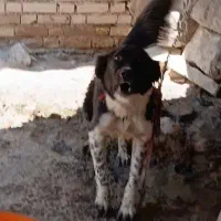 توله قدرجونی ۷ ماهه