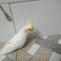 جوجه عروس تازه دونخور نر مناسب