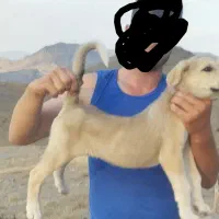 واگذاری توله سگ