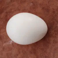 تخم نطفه دار طاووس هندی