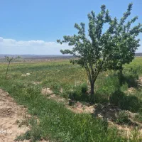 باغ آلو دربینالود
