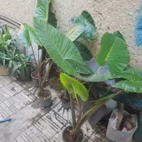 بابا آدم