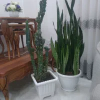 گلهای طبیعی