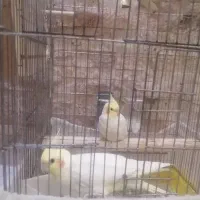 یک جفت عروس هلندی بالغ همراه با قفس و لونه