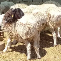 فروش شیشک بره نر
