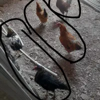 مرغ و خروس