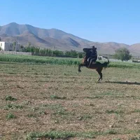 مادیان|اسب و تجهیزات اسبسواری|کمره, |دیوار