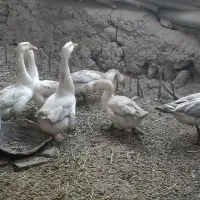 باسلام تعداد ۵غوقازو۱چفت محلی است