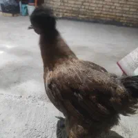 مرغ شمالی کاکلی