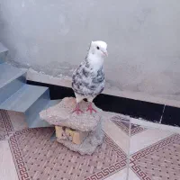 کبوتر فروشی