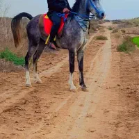 اسب|اسب و تجهیزات اسبسواری|شوش, |دیوار