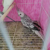 عروس هلندی
