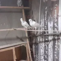 کبوتر تهرانی