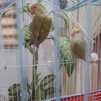 پرنده