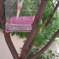 عروس هلندی  بدون قفس ۱۷۰۰ با قفس و وسایل.. ۲میلیون