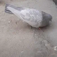 کفتر صابونی