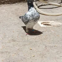 ماده بزک و نر زاغ