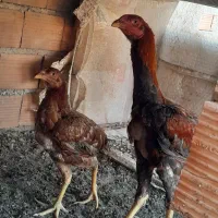 جوجه لاری ۴ماه ونیم ۲عدد