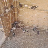 کبوتر شازده