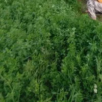 یونجه|لوازم جانبی حیوانات|اهر, |دیوار