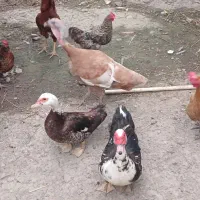 مرغ و خروس و بوقلمون