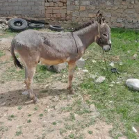 الاغ|حیوانات مزرعه|خاوه, |دیوار