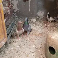 پرنده