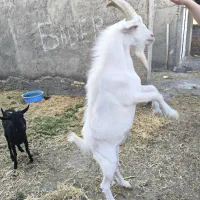 فروش بز سانن تکه پر انرژی قوی