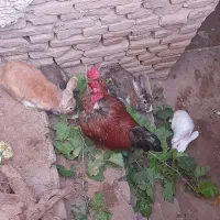 خرگوش|موش و خرگوش|تربت جام, میان جام|دیوار