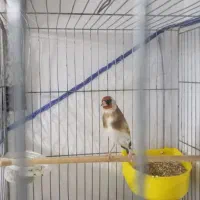 ماده سهره و ماده قناری آماده