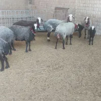 میش شال دوقلوزا