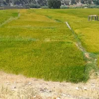 زمین برنج کاری