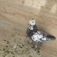 کبوتر