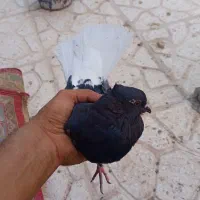 ذاغ دم سفید ماده کلایی