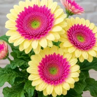 ایرانسل 09351918284