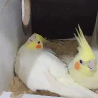 کوتوله عروس جفت مولدگرینچیک