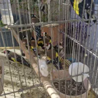 انواع پرنده سهره|پرنده|خمینیشهر, |دیوار