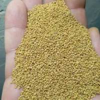 بذورات کشاورزی یونجه درجه یک پایه بلند