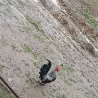 خروس چاپینز