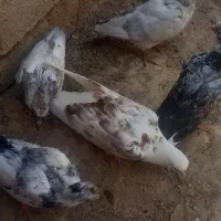 فروش تعدادی جوجه کبوتر