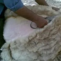 ب،گوسفندچین پشم چ.ی.ن