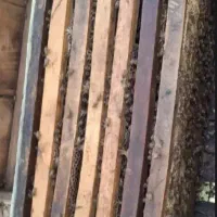 کندو زنبور عسل کارنیکا