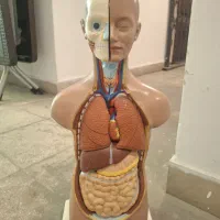 مولاژ آناتومی