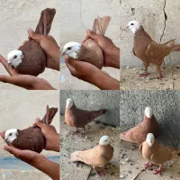 تعدادی کبوتر کمیاب*
