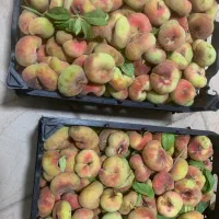 هلو انجیری تازه