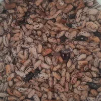 فروش پاچه باقلا
